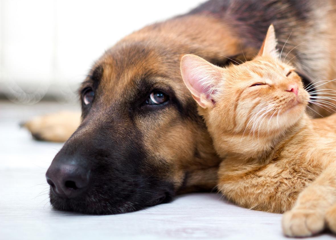 Cat and dog are friends.