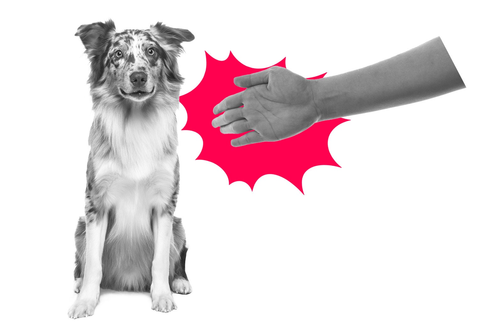 My girlfriend terribly abused my puppy while I was out of town, and