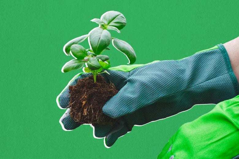 Person with gardening gloves planting a basil plant.