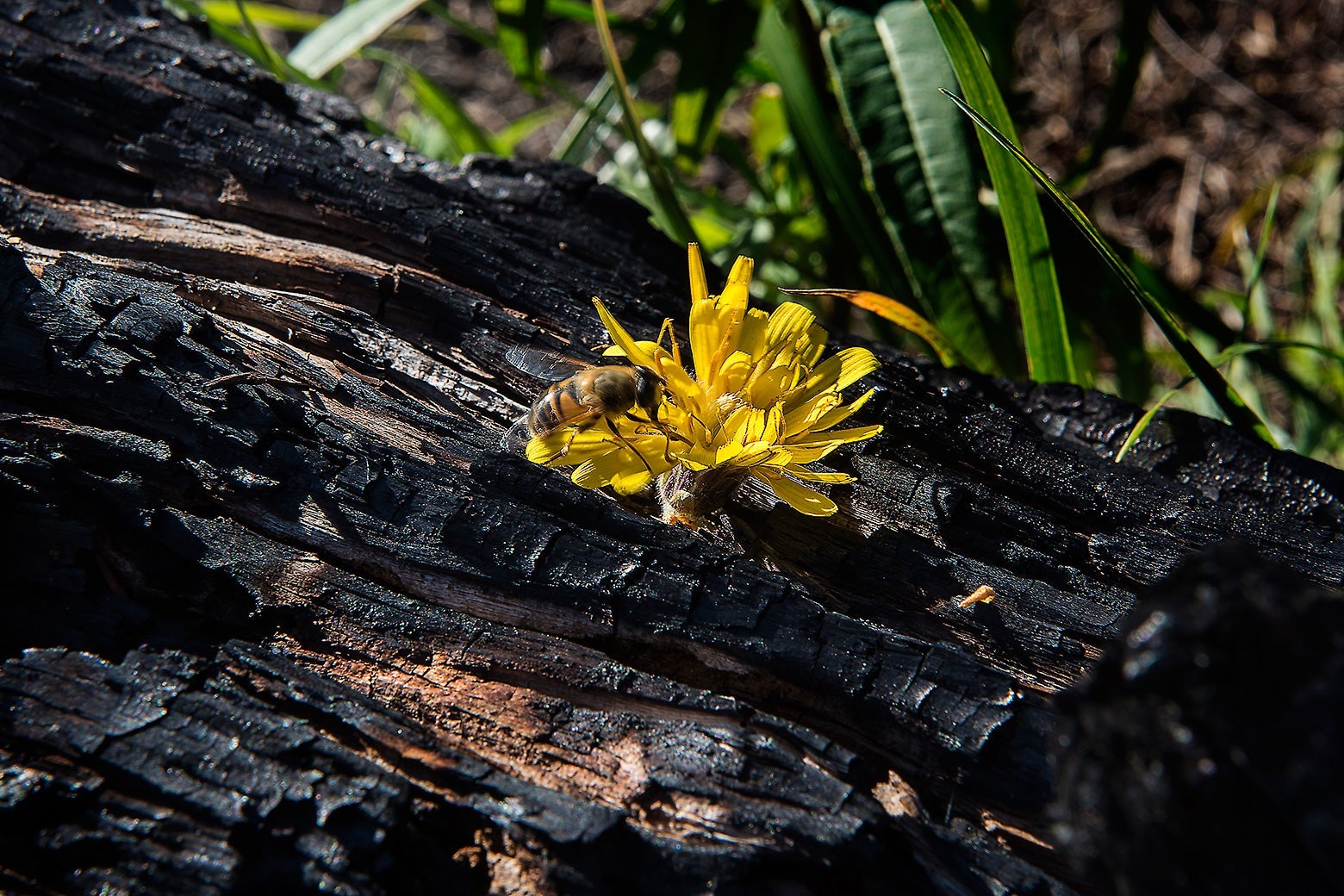 A flower grows out of a burnt tree trunk.