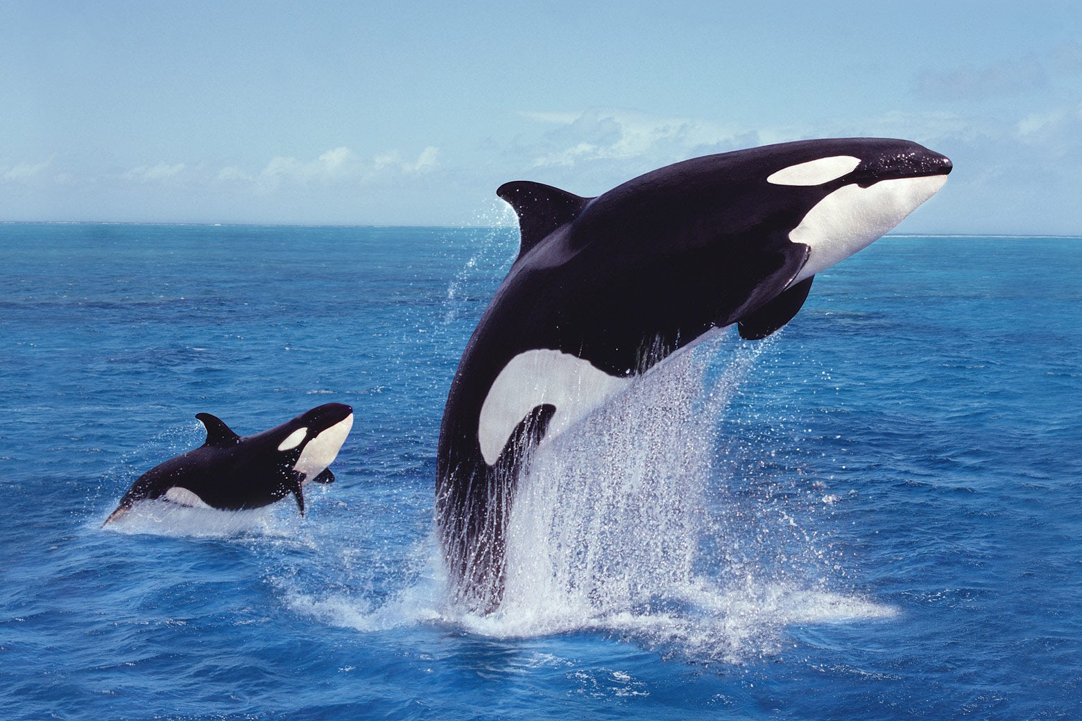 A mother and baby orca both leap out of the ocean.