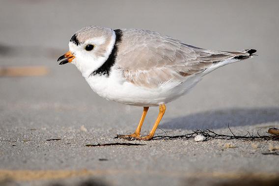 Piping plover photographed at Cape May National Wildlife Refuge, March 28, 2010.