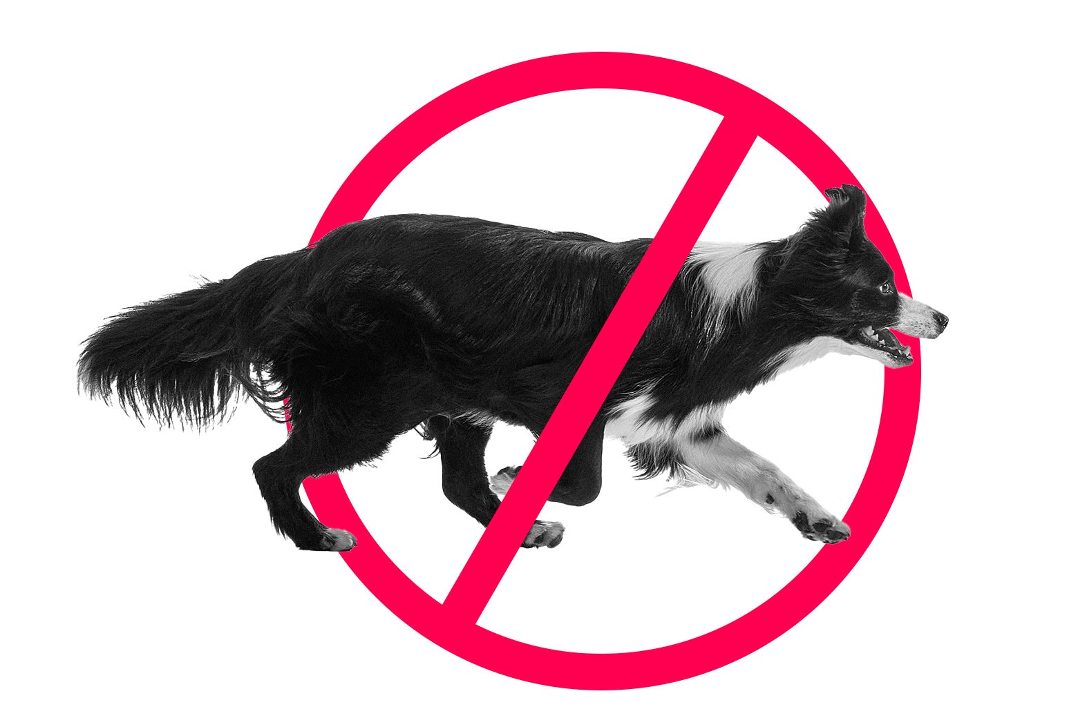 Dog running.