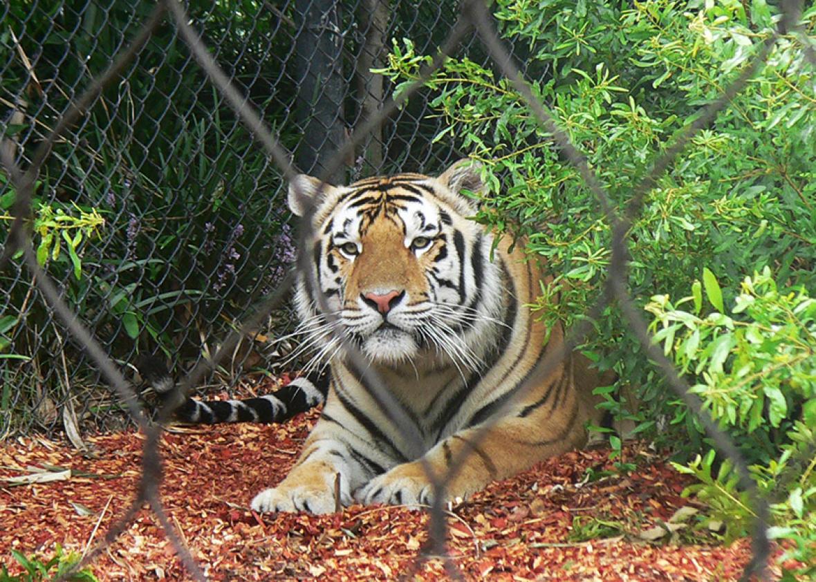 LSU Mascot Mike the Tiger and his habitat on August 25, 2008.