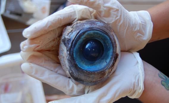 giant mystery eyeball
