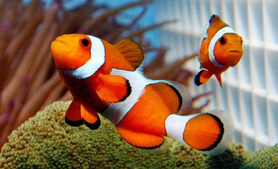 What Type Of Fish Is Nemo