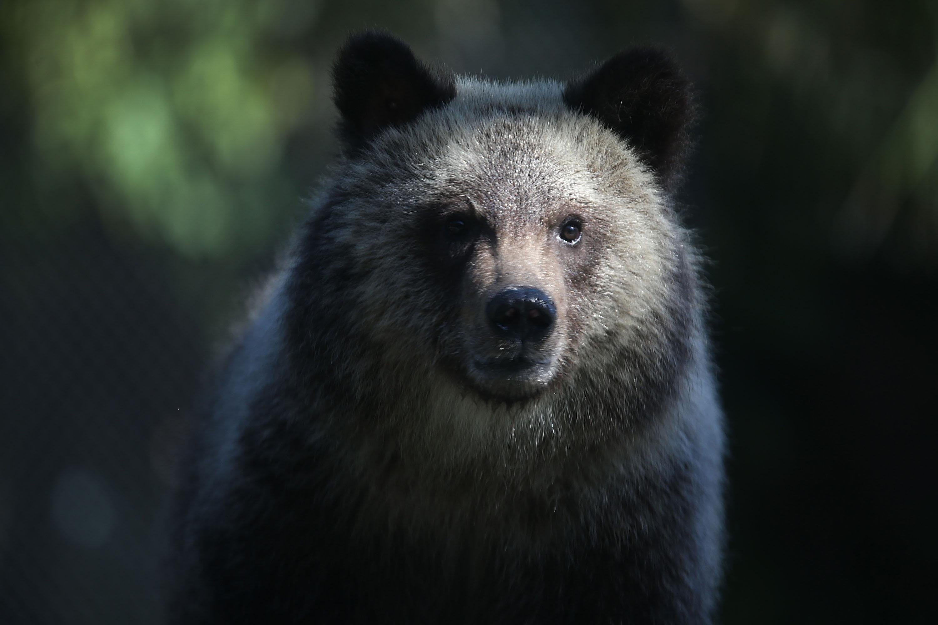 A bear cub.