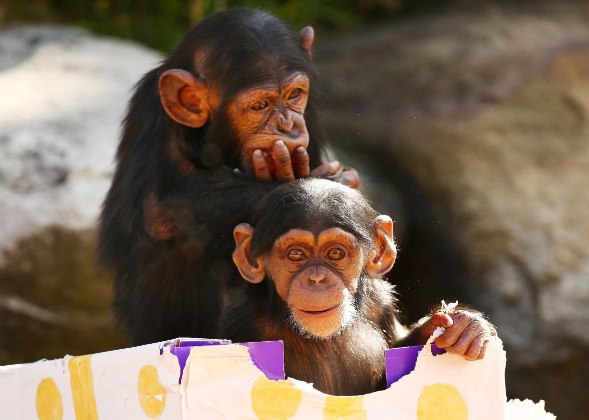 Why do chimpanzees have such wrinkled faces?