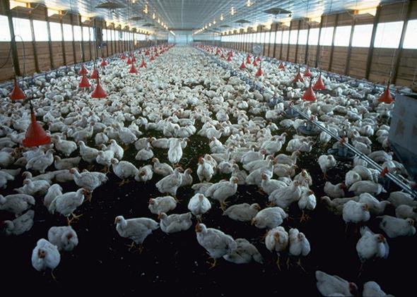 A commercial broiler poultry operation.