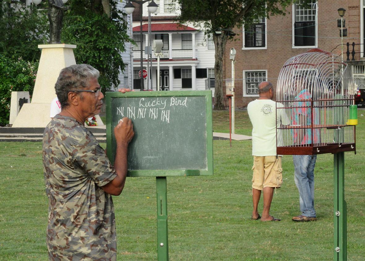 A Surinamese man counts the chirrups of a twa-twa bird.