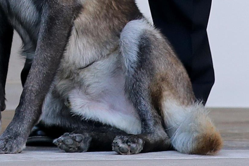 A zoomed-in photo of the lower half of Conan the dog, displaying what appears to be male genitalia.