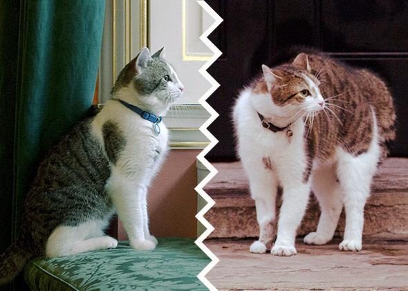 Left and right: 'Larry', the Downing Street cat, indoors and outdoors Number 10 Downing Street.