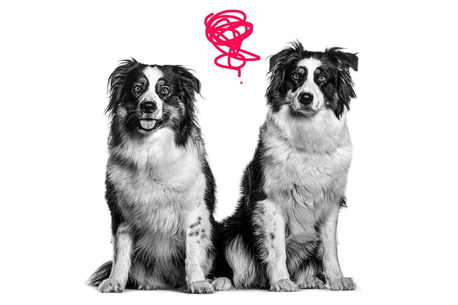 Dear Prudence: My neighbors dumped their crazy dogs on me. I'm about to get rid of them. - Vimarsana News