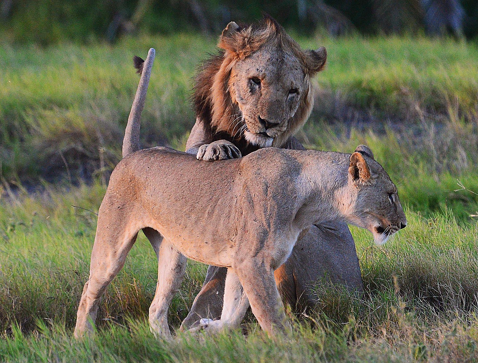 Are Lions Afraid of Fire