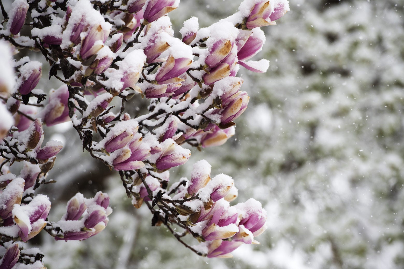 Snow covers magnolia flowers at the Capitol during a snowstorm in Washington on Wednesday.