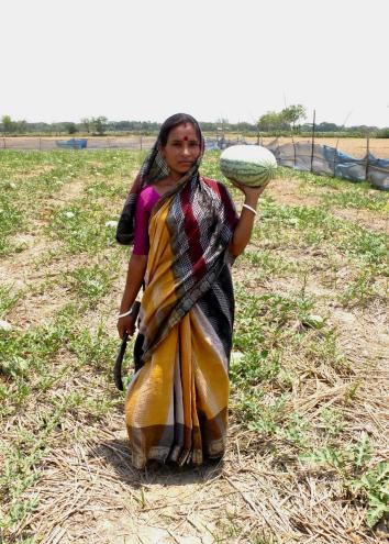 Woman holding a watermelon in Polder