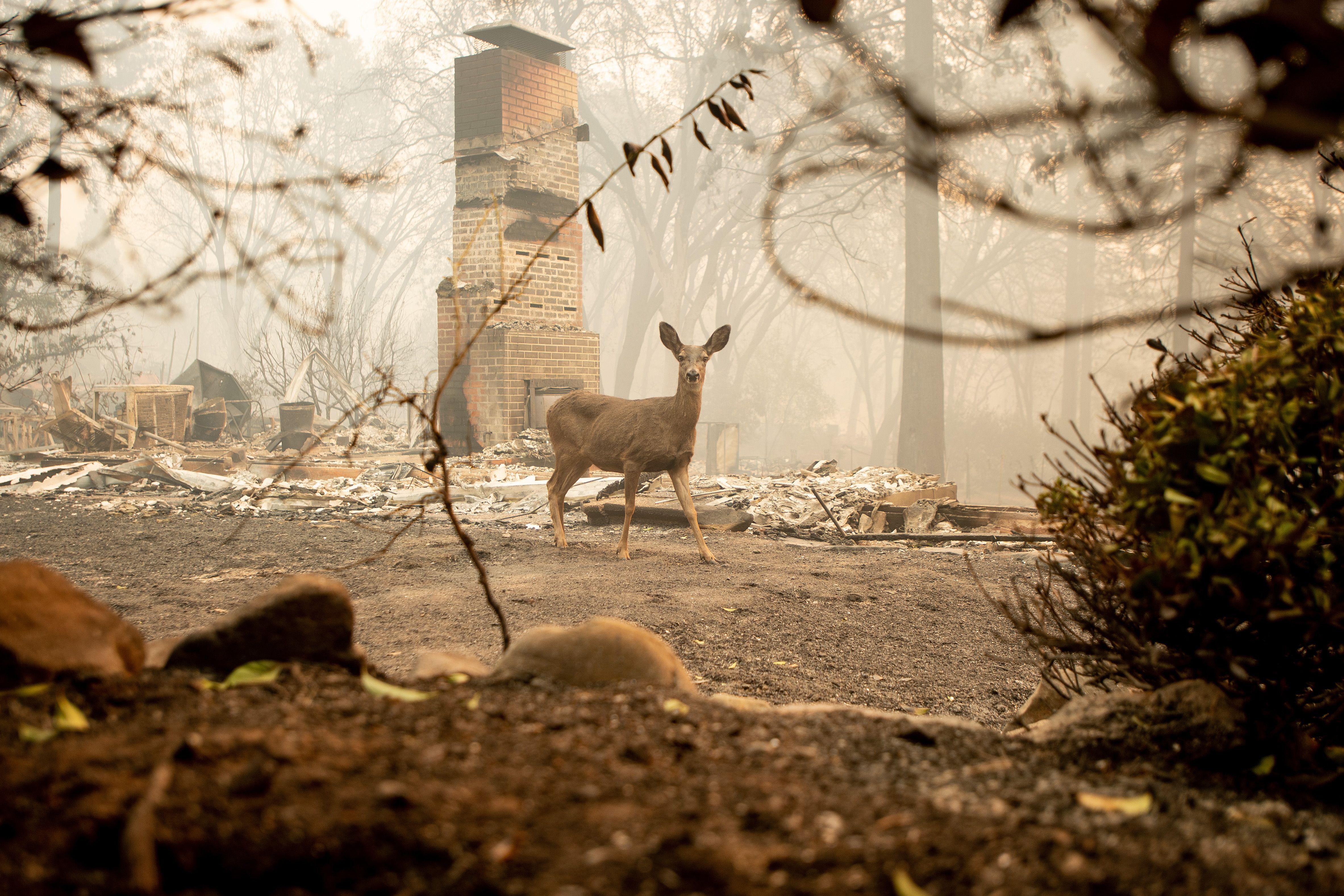 A deer looks on from a residence burned by the Camp Fire.