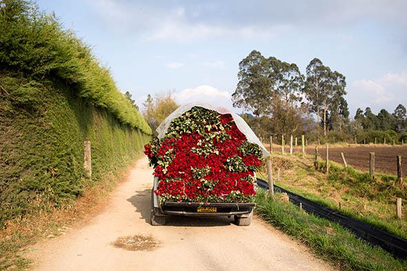 Colombia S Flower Industry On Farms Outside Bogota Valentine S Day Is Less Hearts And Kisses And More Big Bucks And Sore Backs