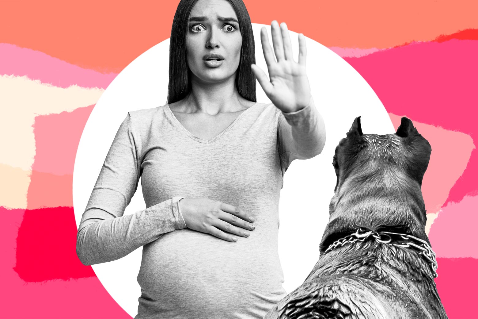Photo illustration of a very pregnant woman who looks worried holding a hand out in a STOP motion to a large dog.