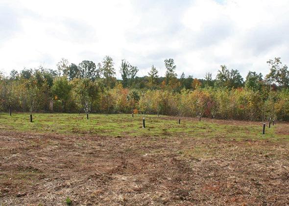 A nascent orchard of fruit trees planted near a private airstrip at Disaster Retreat in central Virginia.