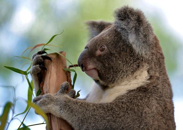 A koala sits on a branch at the Wild Life Sydney Zoo