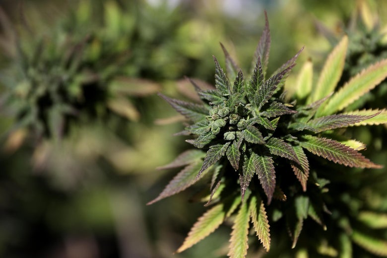 Virginia becomes the first Southern state to pass legislation to legalize marijuana.
