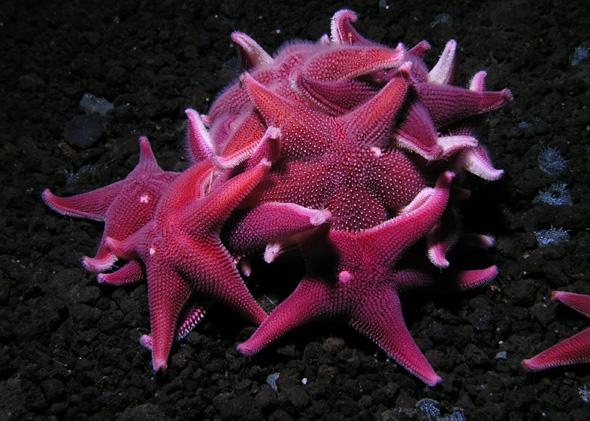 Starfish formation in the Antarctic ocean floor.