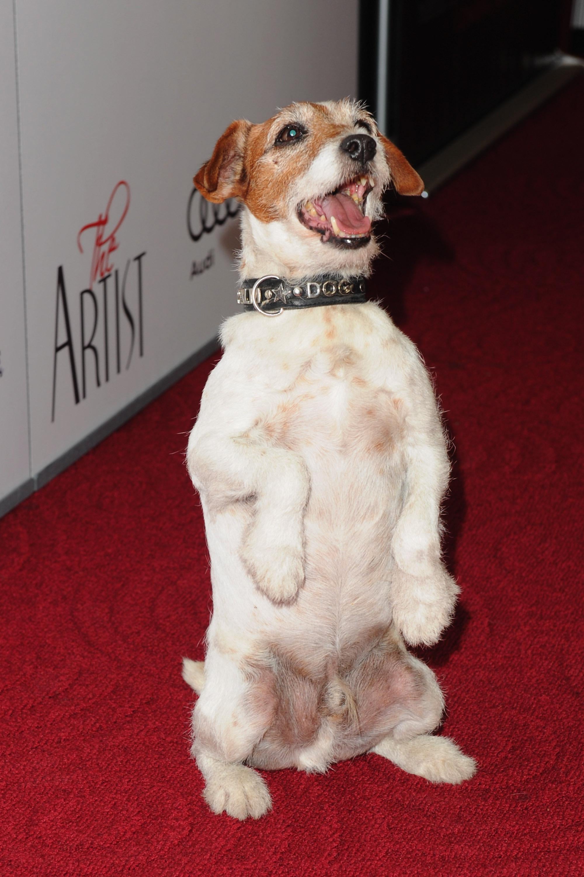 The Artist's Canine Costar Uggie Is Little More than a Hound for Attention
