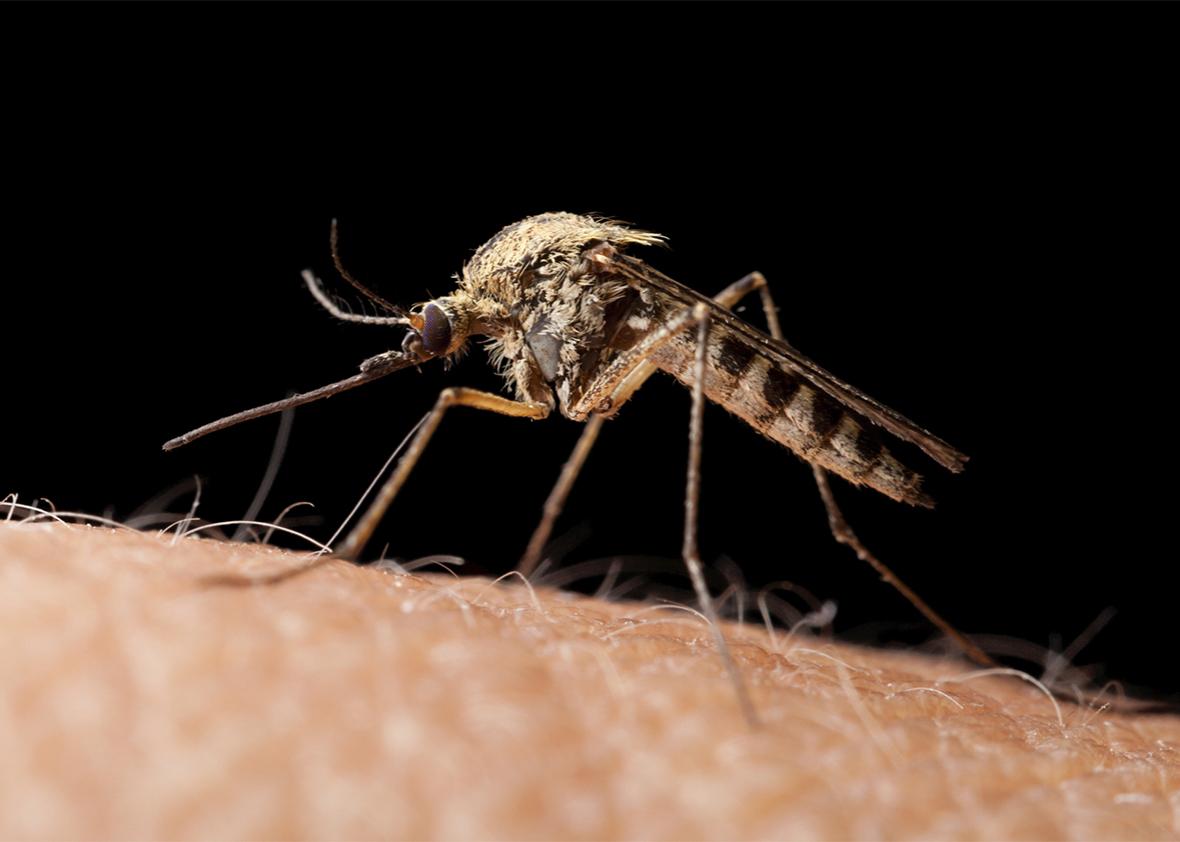 Zika-carrying mosquitoes are a global scourge and must be stopped.