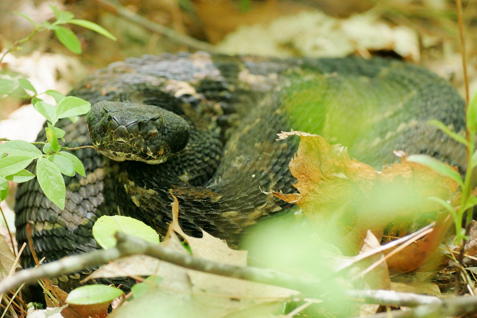 A rattlesnake in the grass.