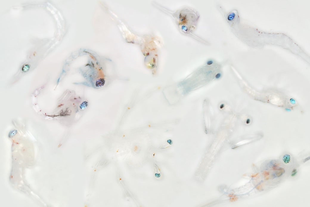 Transparent shrimp with blue and green eyes on a white background.