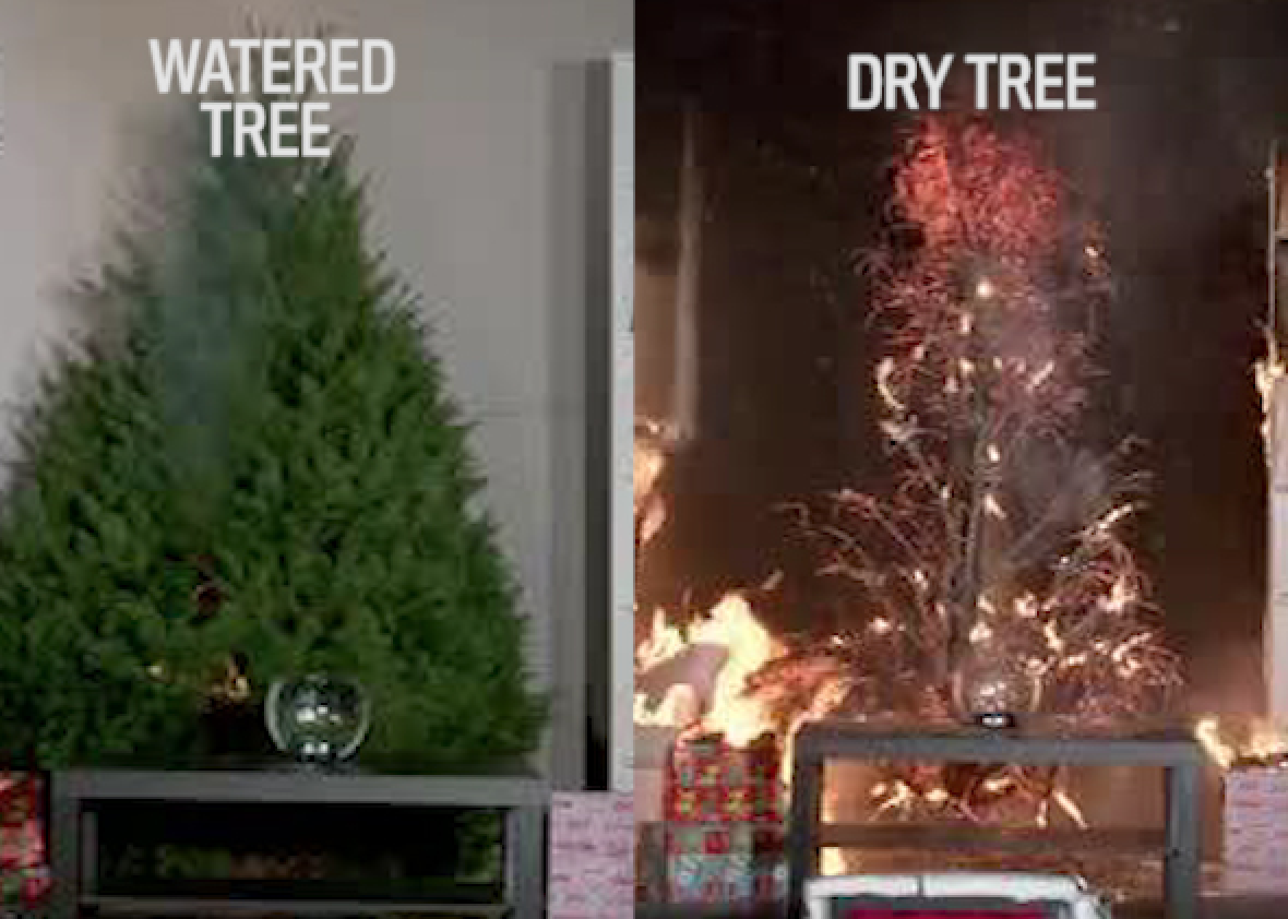 Christmas tree fires are far worse if you don't water your tree.
