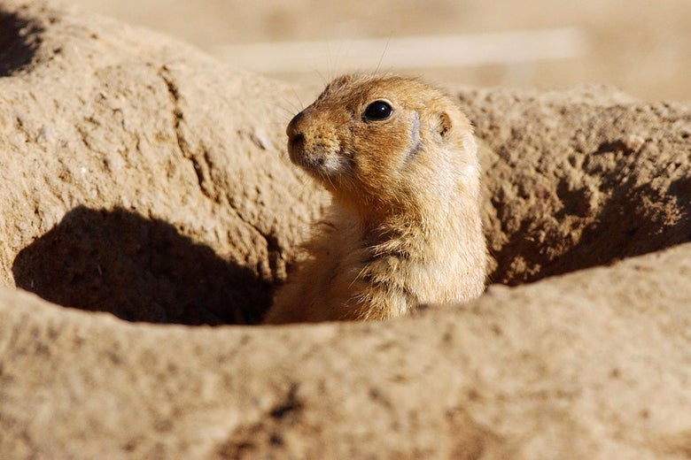 What Happened the Last Time There Was a Monkeypox Outbreak in the U.S. What Happened the Last Time There Was a Monkeypox Outbreak in the U.S.
