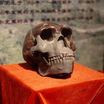 Peking Man Skull (replica) presented at Paleozoological Museum of China, February 2009.