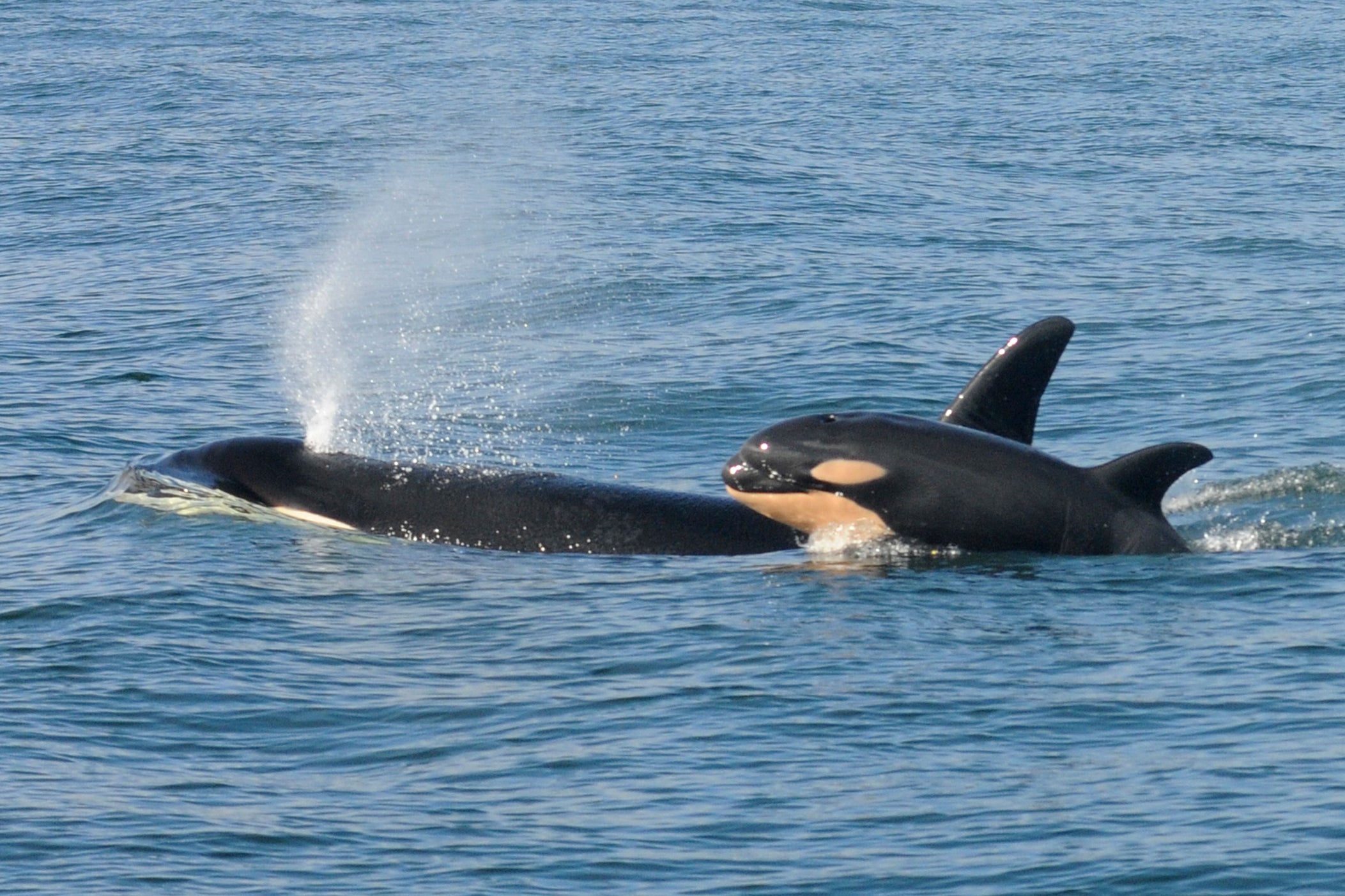 A female killer whale and her newborn calf are seen February 26, 2015 in this handout photo provided by NOAA in Grays Harbor near Westport, Washington.