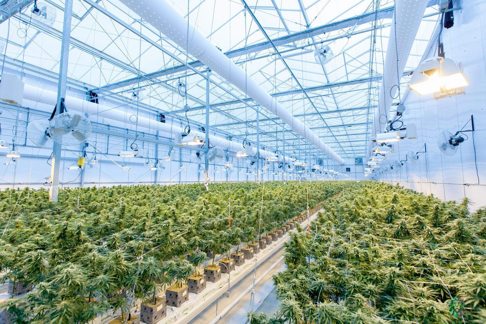 The Trick Pot Growers Use That&rsquo;s Horrible for the Climate