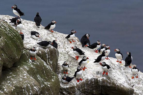 Puffins on Drangey Island.