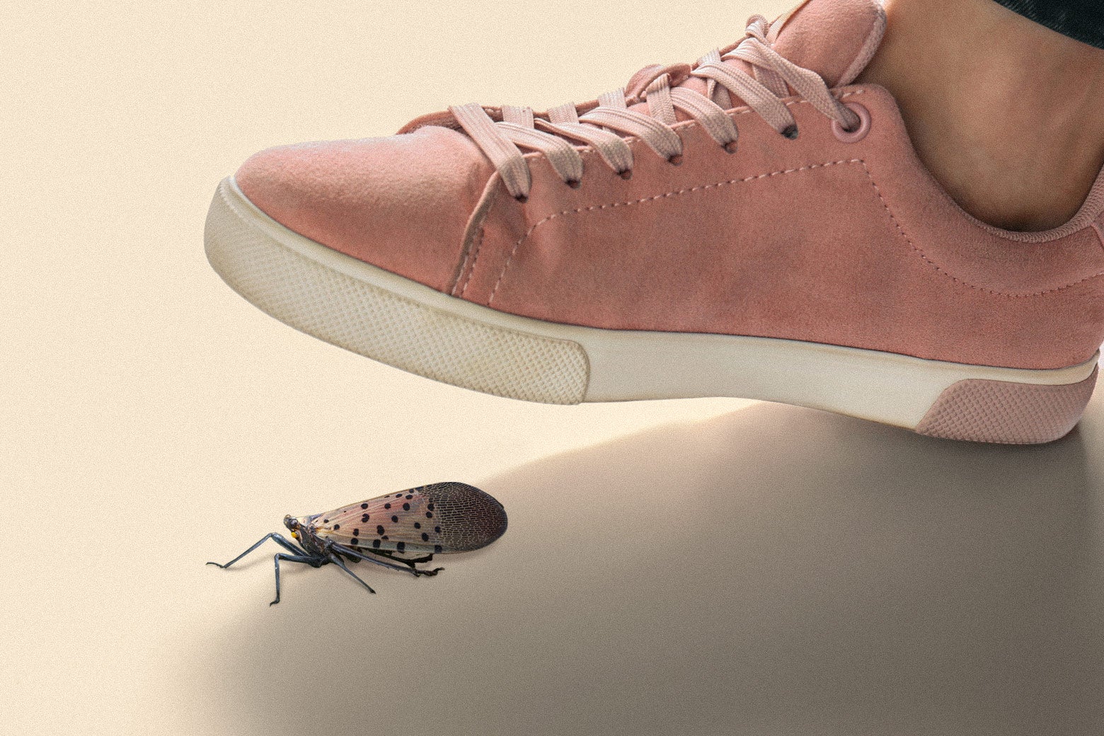 A pink sneaker hovers over a spotted lanternfly.