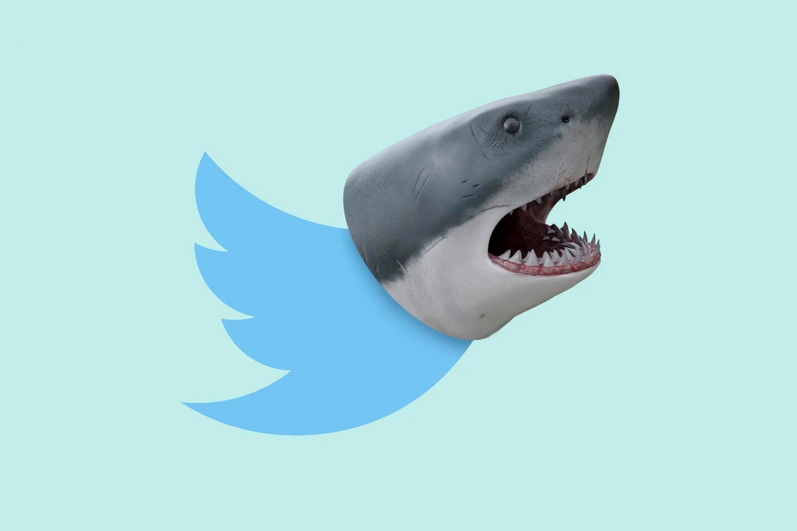 A Twitter bird with a shark hed.