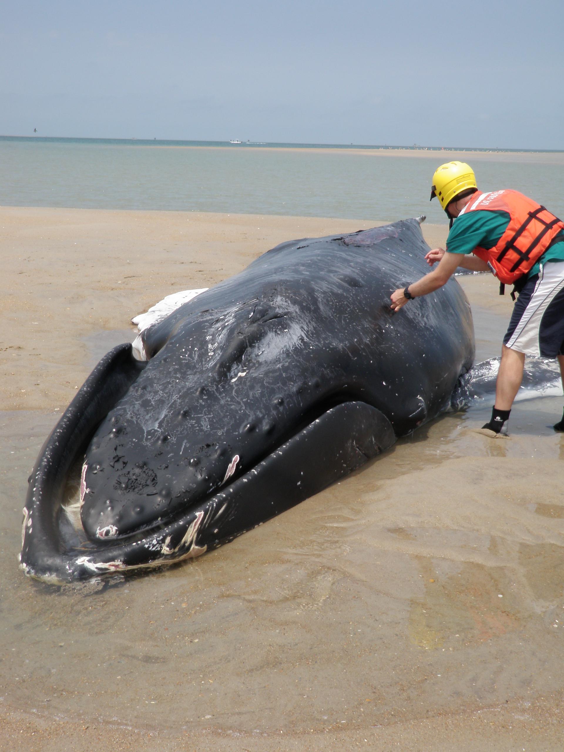 Dead whales: Why are so many whales getting stranded on US beaches?