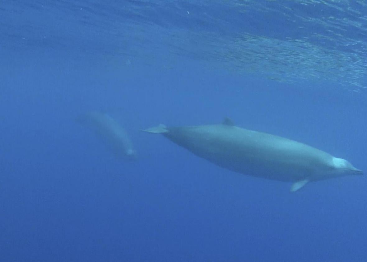 First ever video footage of rare beaked whale (VIDEO).