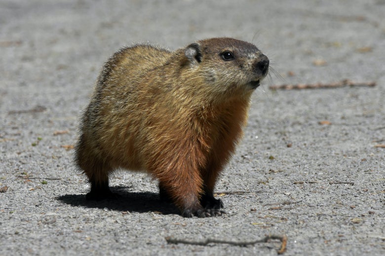 A groundhog on the ground.
