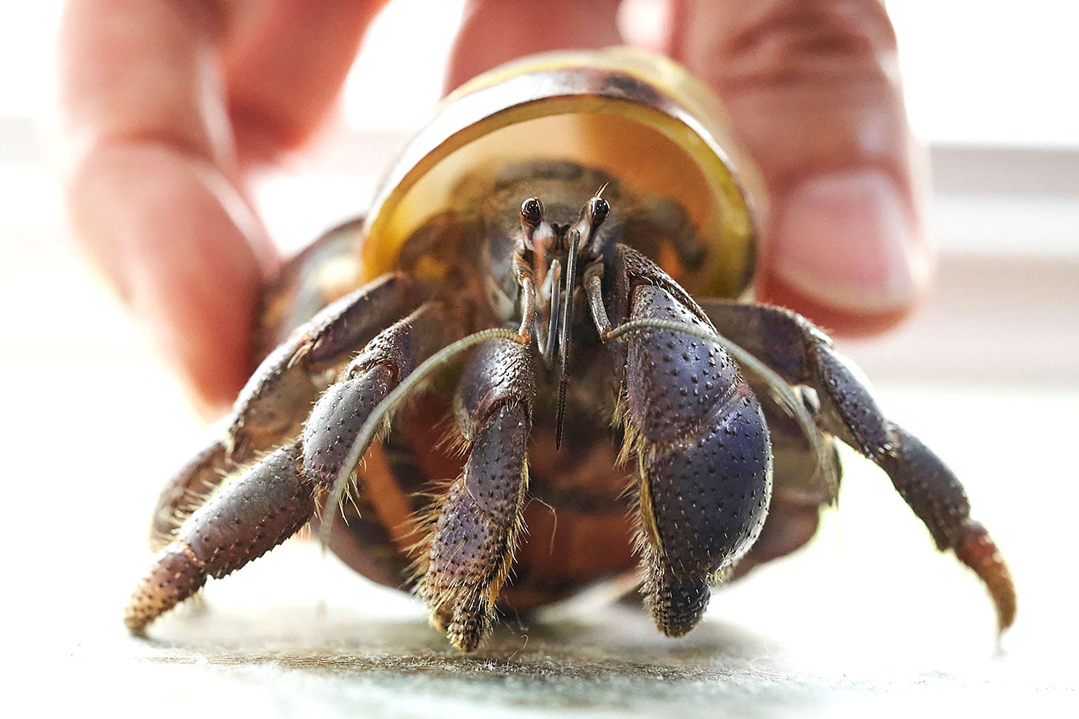 How long do hermit crabs live? The answer may surprise you., image size:1560x1040