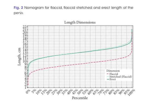 Penis researchers measure average penis size in comprehensive new