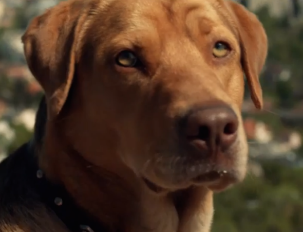 White God movie: A dog uprising creates empathy and a convincing character  arc (VIDEO).