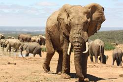 How Much Ivory is in the Ivory Coast?