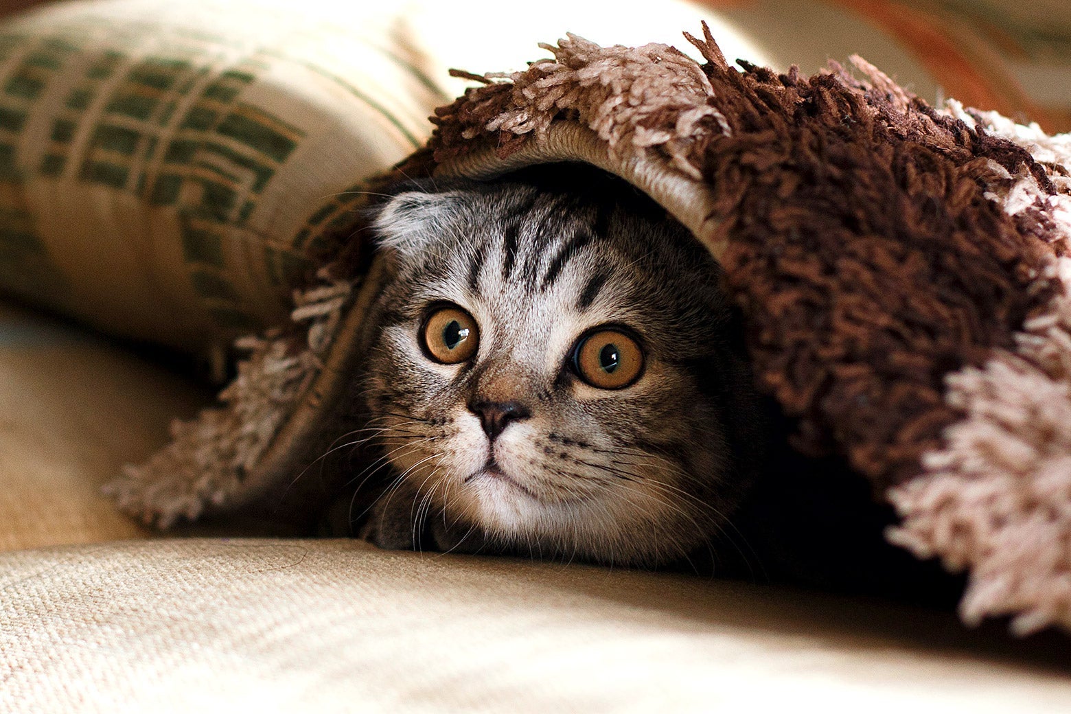 A cat hiding under a carpet.