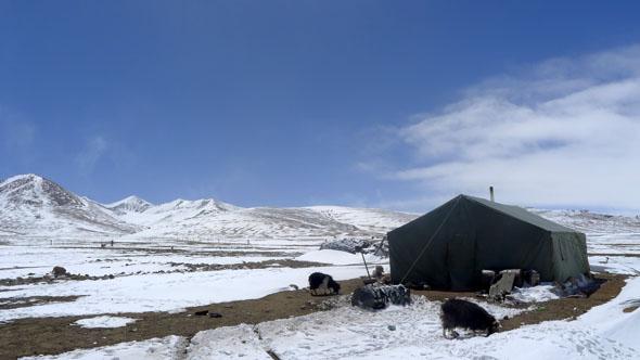 Yaks Tibet