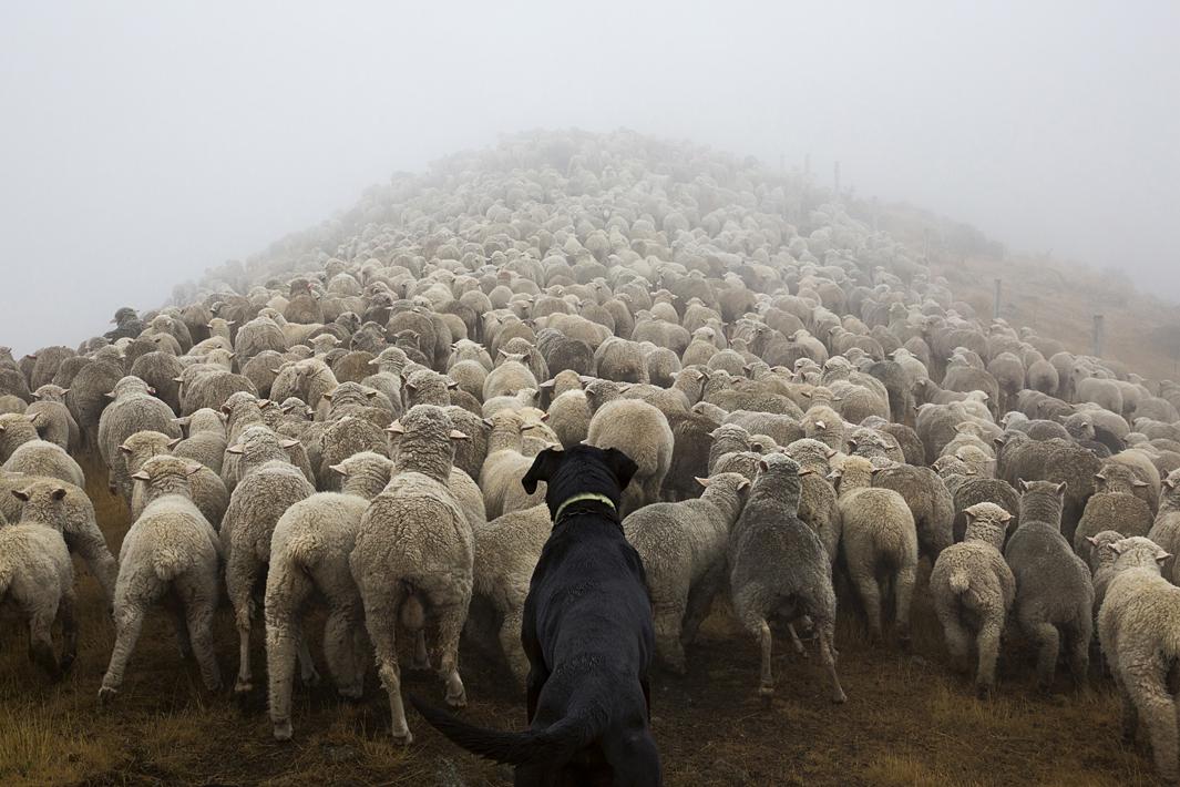 Andrew Fladeboe: The Shepherd's Realm is a look at working dogs around the  work (PHOTOS).