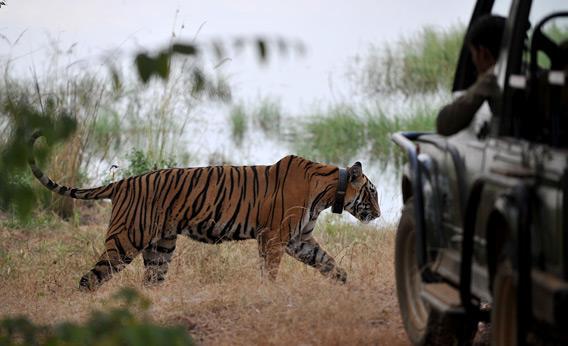 A tiger is seen during a jungle safari at the Ranthambore National Park in India.